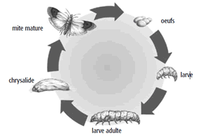 cycle_mite_alimentaire.gif