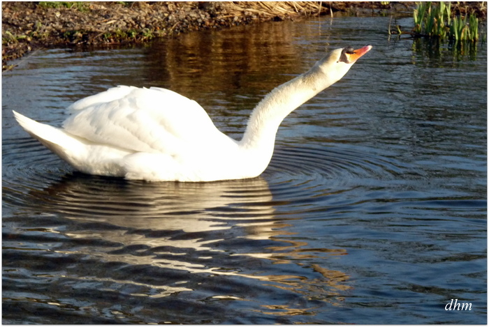 Le cygne 