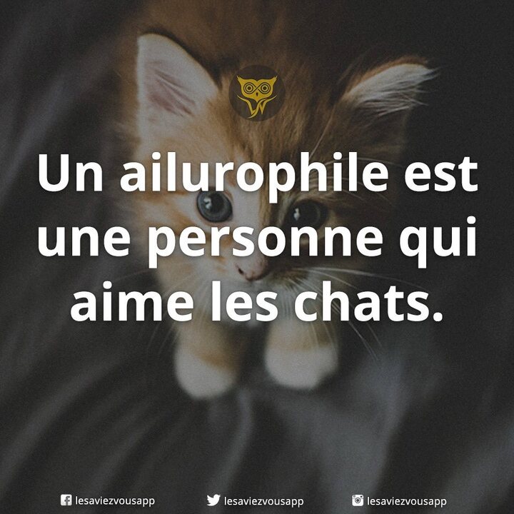 Les chats à adopter