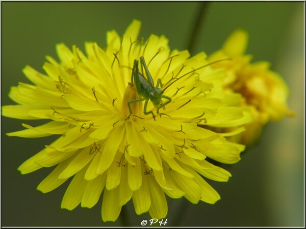 Bébé sauterelle verte