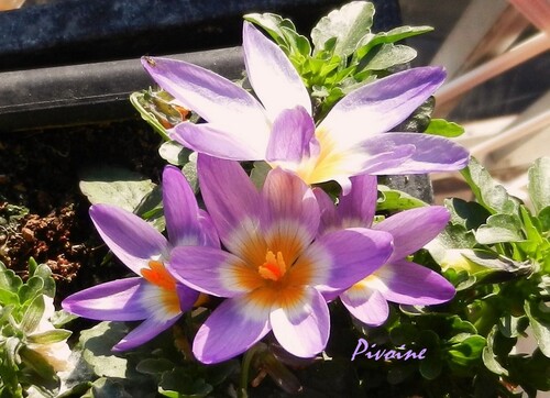 PROMENADE AU MILIEU DES CROCUS DE MON BALCON