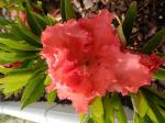 Identification par les fleurs !