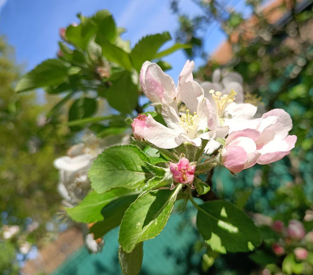 Fleurs de pommiers - avril 2024...