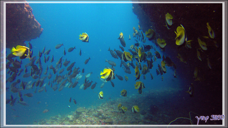 Poissons cochers masqués ou Heniochus cornus ou Taurillons du pauvre, Masked bannerfish (Heniochus monoceros) - Thudufushi Thila - Atoll d'Ari - Maldives