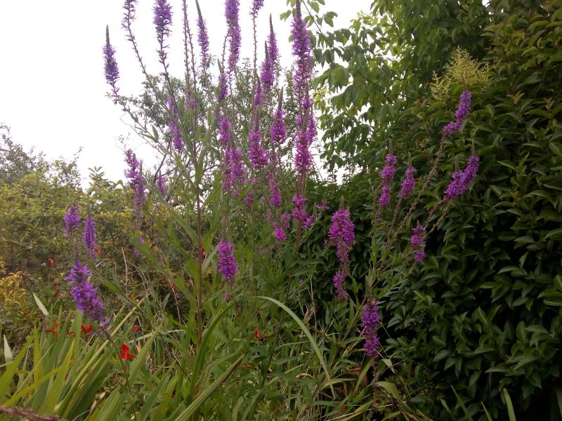 mon Jardin ( un véritable petit Paradis de verdure )