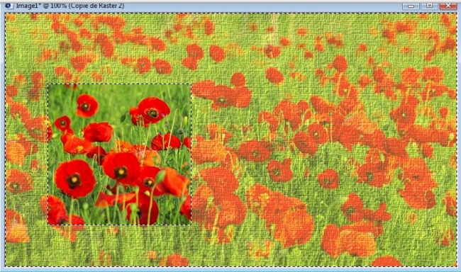 Gentils coquelicots psp