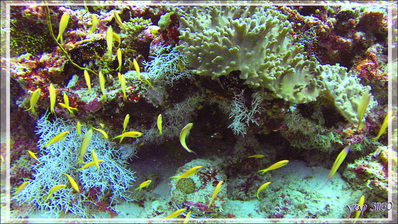 Banc de Barbiers rouges à queue de lyre ou anthias, lyretail anthias, goldie (Pseudanthias squamipinnis) - Moofushi Kandu - Atoll d'Ari - Maldives