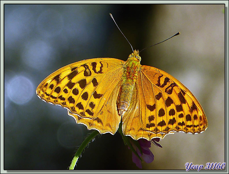 Papillon Tabac d'Espagne (Argynnis paphia) - Orlu - Ariège (09)  (Faune)