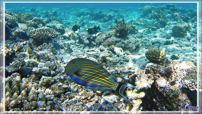 Poisson Chirurgien clown ou Chirurgien à lignes bleues, Lined surgeonfish (Acanthurus lineatus) - Snorkeling à Thudufushi - Atoll d'Ari - Maldives
