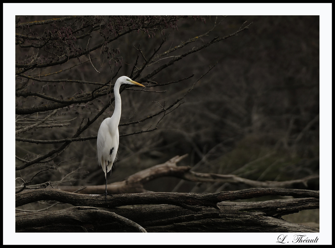 Grande aigrette 