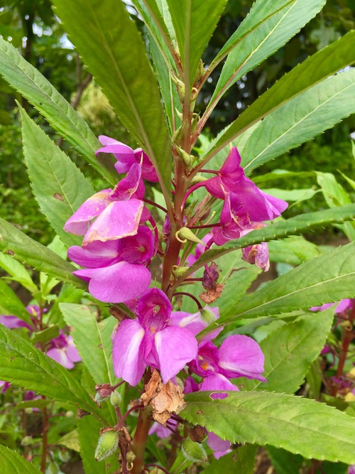 Costa Rica la flore