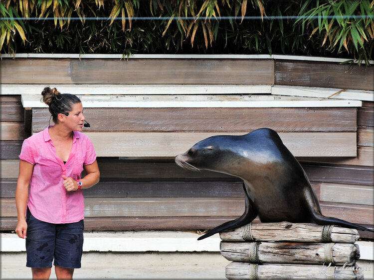 Le spectacle des Otaries de Californie (Zoo de la Flèche)