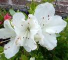 Identification par les fleurs !