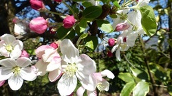 Fleurs de pommier