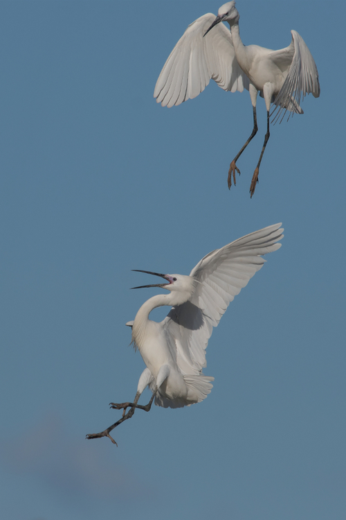 AIGRETTE GARZETTE