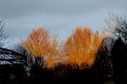 Arbres dorés. Golden trees.