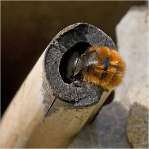 Osmia-cornuta-femelle-bambou