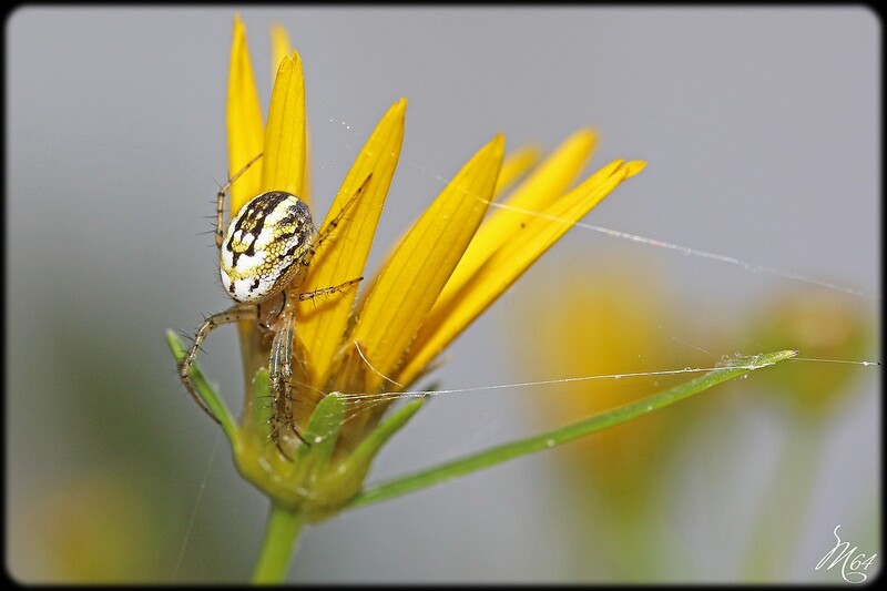 Araignée : Mangora acalypha