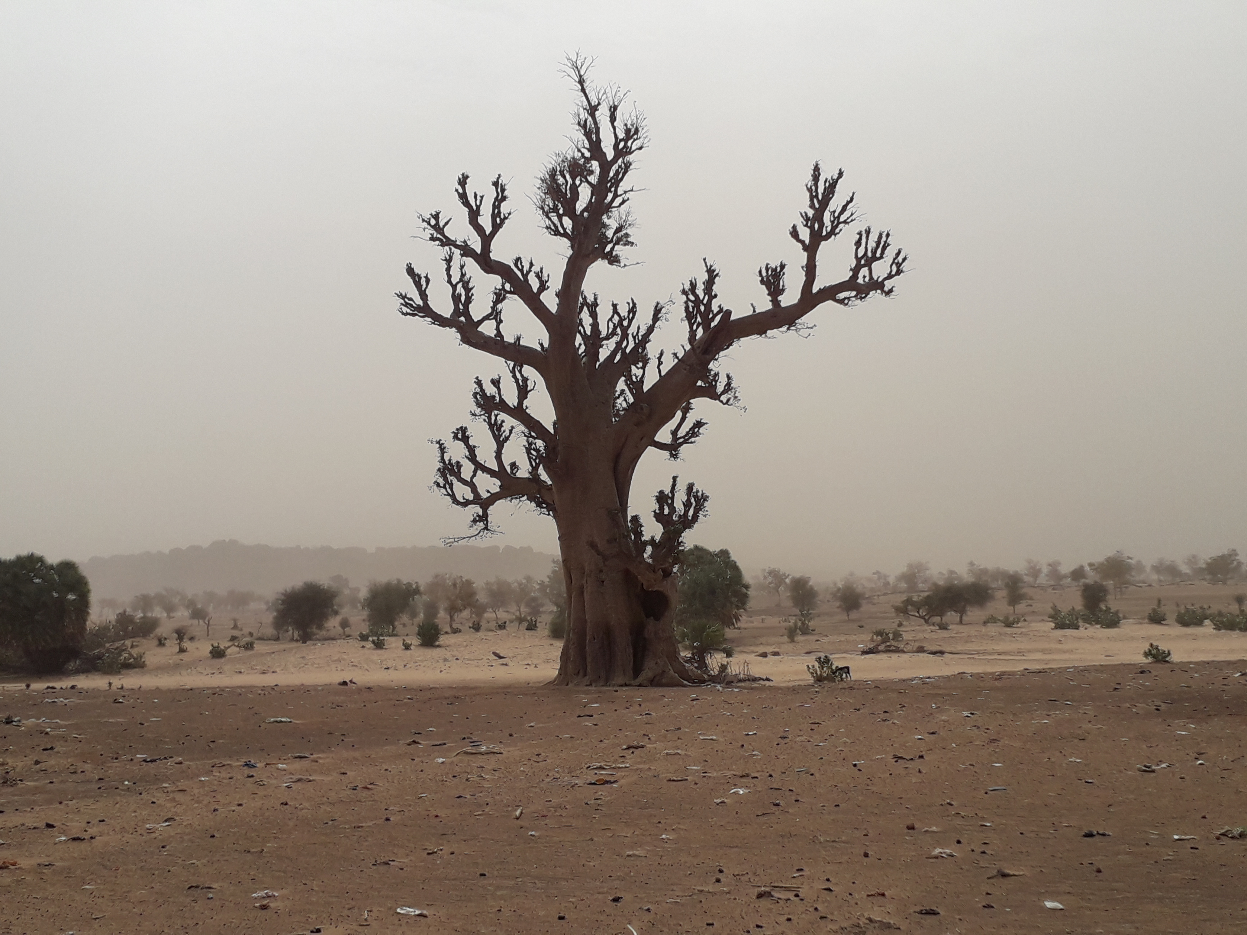 Mauritanie Piste Kankossa Kaédi Baobab