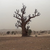 Mauritanie Piste Kankossa Kaédi Baobab