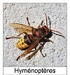 Les hyménoptères