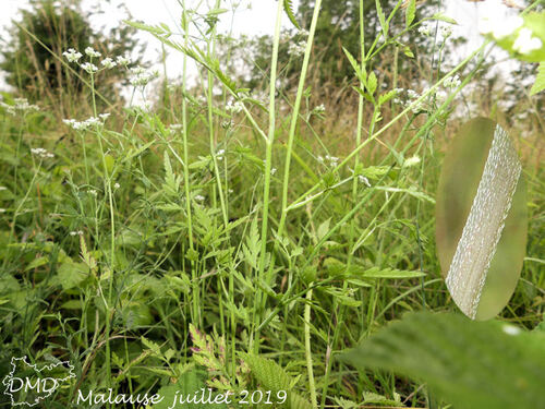 Torilis arvensis  -  torilis des champs