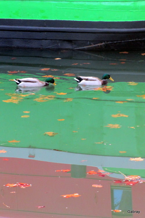 Canal du Midi : les canards 