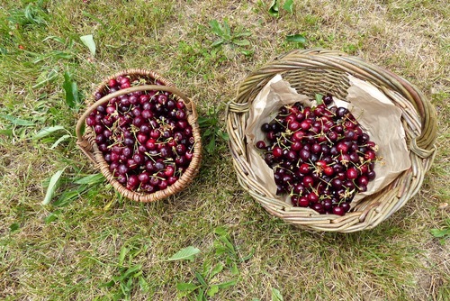 Cerises :