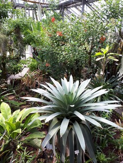 Une sortie au jardin botanique de Berlin