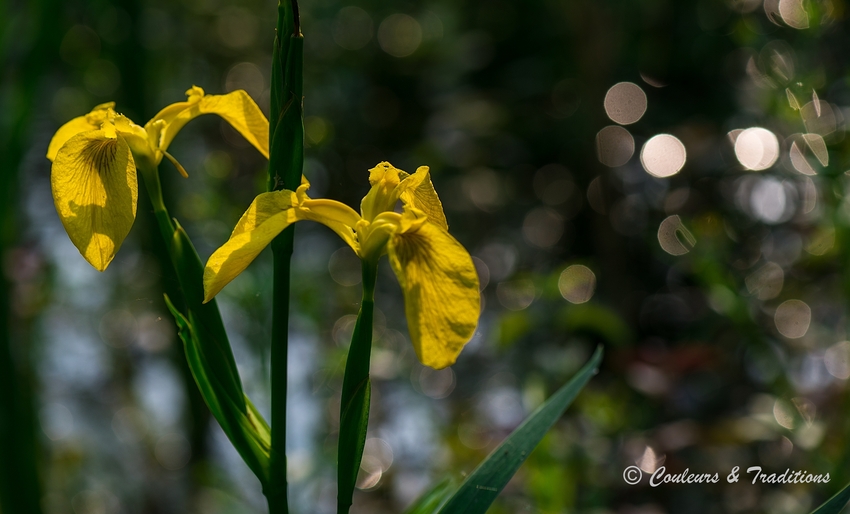 Iris jaune sauvage ou Iris des marais 