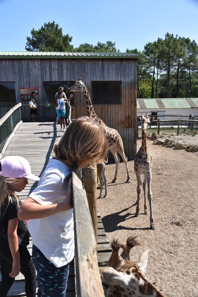 Les girafes du Zoo de La Teste - août 2024...