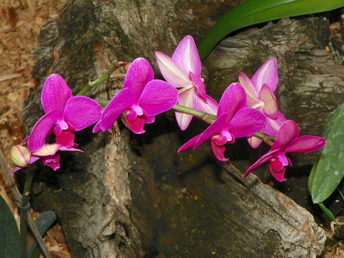 Les quatre saisons de l'orchidée