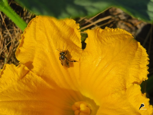 Petite abeille gourmande