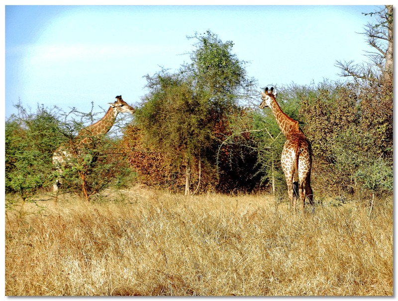  SENEGAL  LES  GIRAFES 