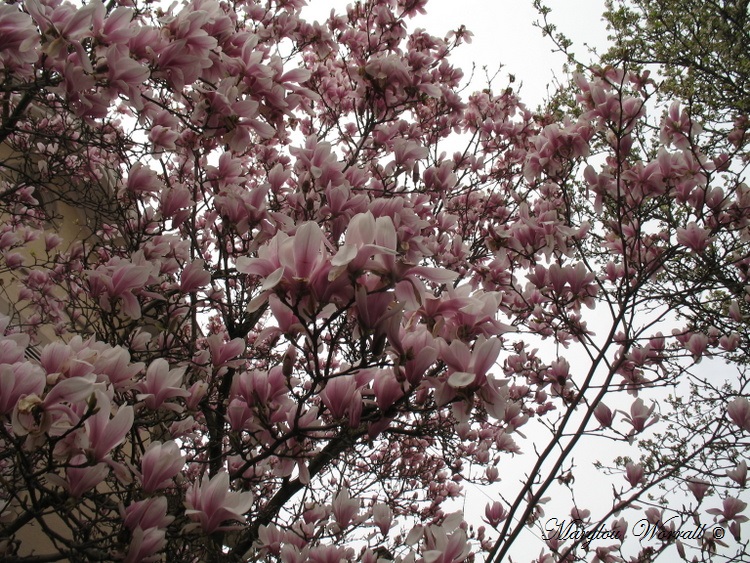 Magnolia et poisson d'avril