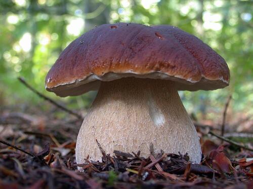 Un gros champignon