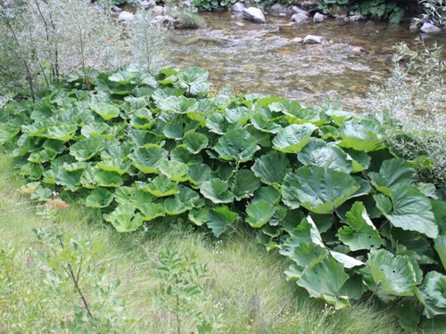 Pétasite Petasites hybridus au bord d'un cours d'eau (Emilian Robert Vicol - flickr).jpg