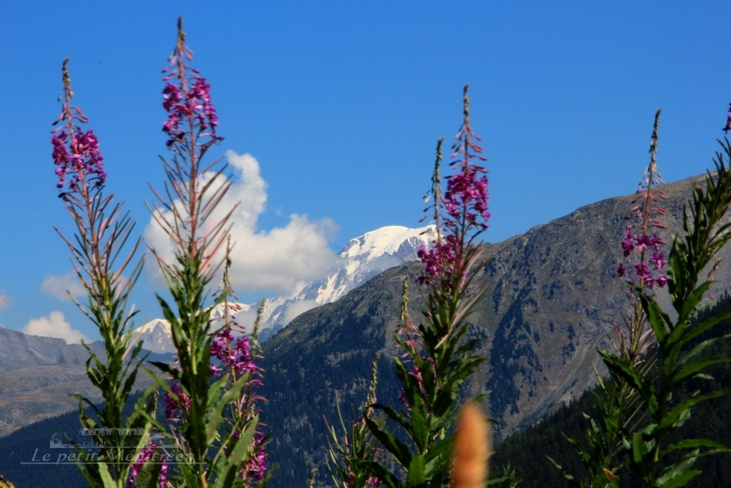 Le massif du Mont Blanc vu de La Gurraz