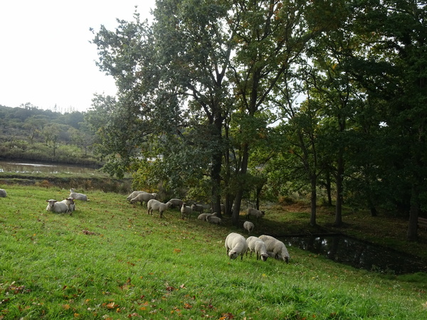 Les moutons