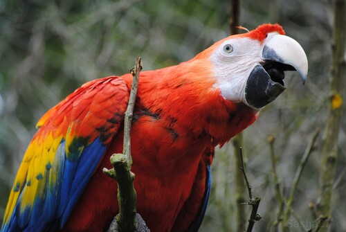 L'Ara Chloroptère.