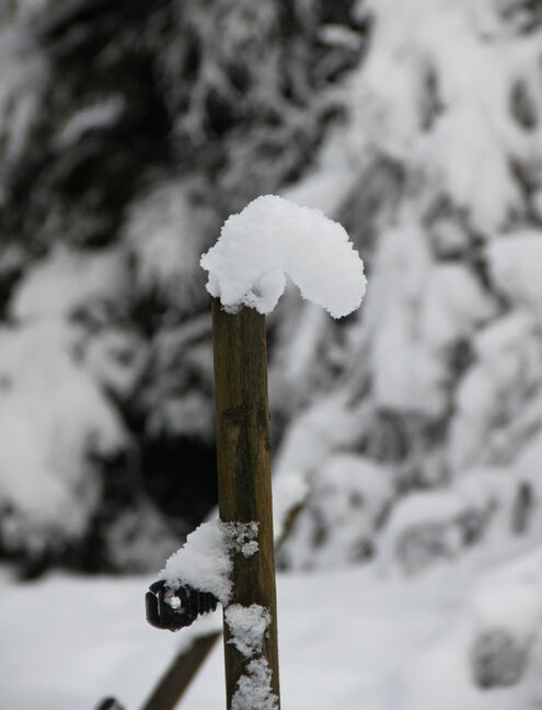 Au bord du chemin... emmitouflés de blanc