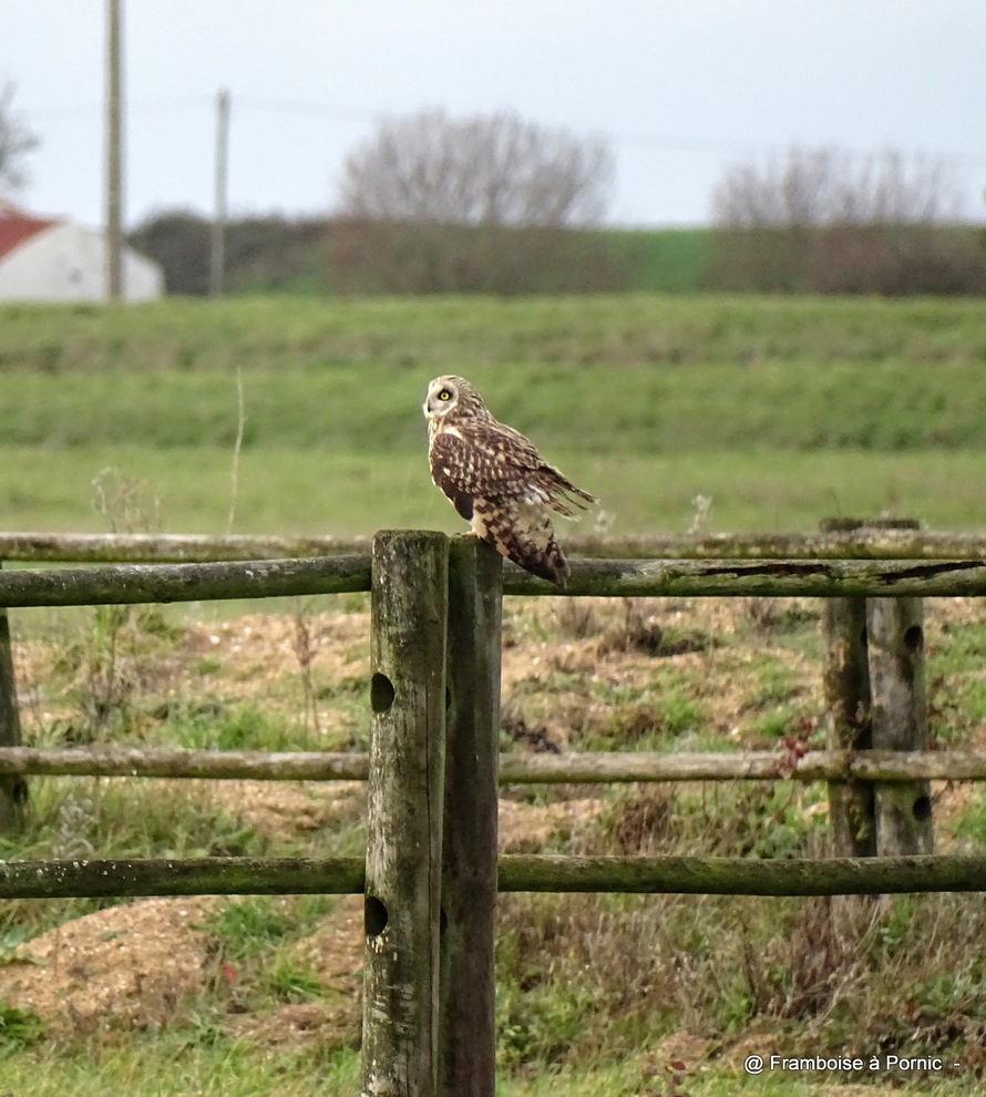 oiseaux et faune du marais breton janvier 2023