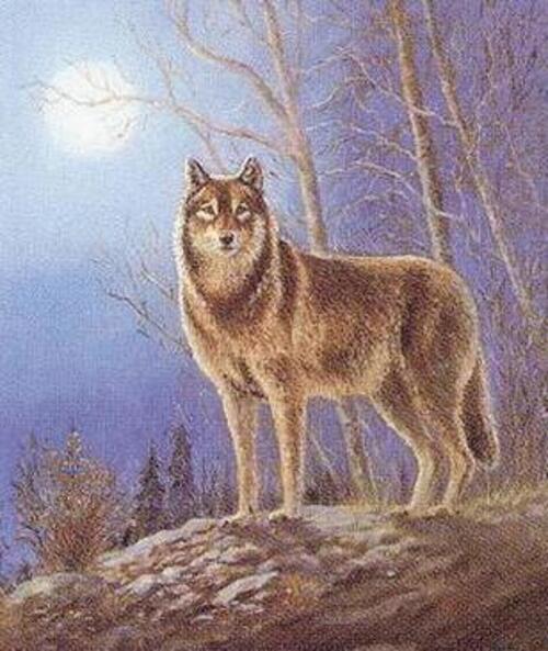 5 images de Loups
