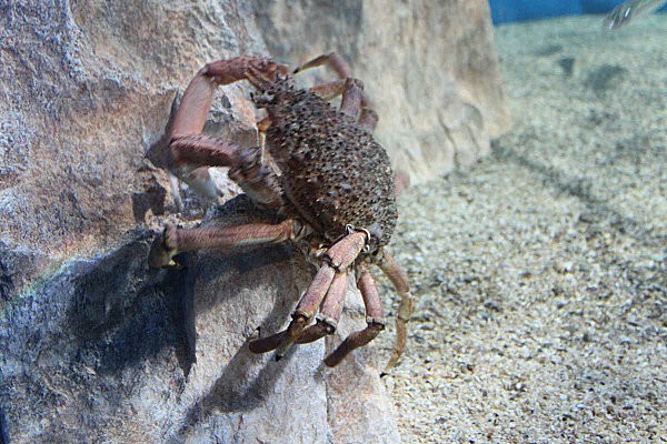 aquarium La Rochelle(29)