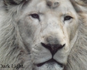Tête de lion blanc