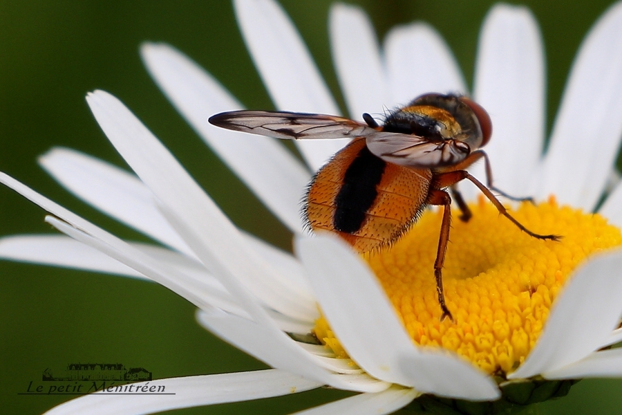 Syrphe sur une marguerite (3)