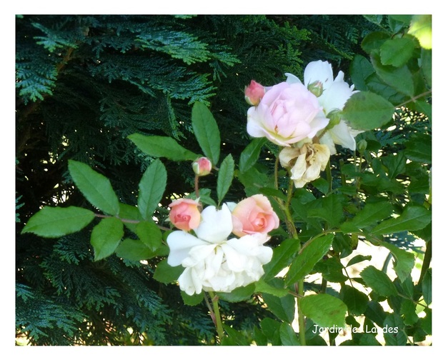 Les roses de mai dans le jardin.