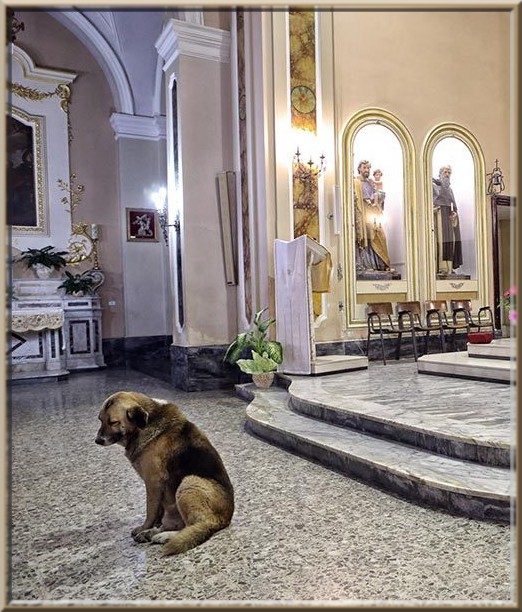 Ciccio, le chien qui va prier à l’église