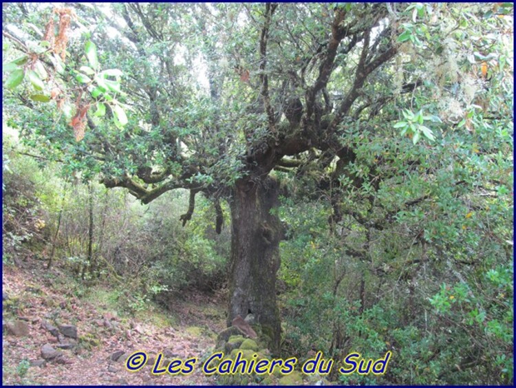 Corse 2016. Vallée du Fango, la boucle de Purniciella