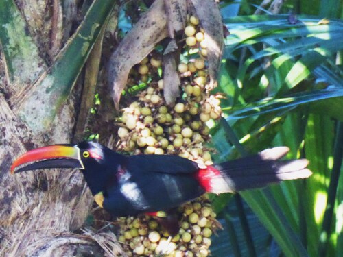 Costa Rica les oiseaux